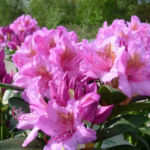 Rhododendron Hachmanns Polaris | ScotPlants Direct